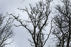 Durch Pilz abgestorbene Eschenkronen. (Foto: Manfred Albus)