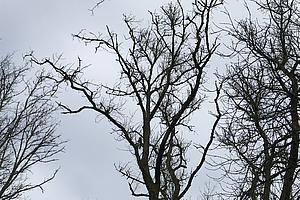 Durch Pilz abgestorbene Eschenkronen. (Foto: Manfred Albus)