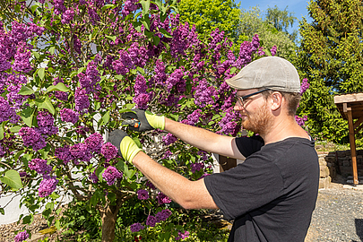 Elmanuel Breitzke beim Schneiden des Flieders