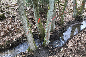 Foto von einem Graben entlang der Wohrateiche mit markierten Bäumen, die gefällt werden sollen